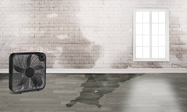 Best Local water damage restoration  in Center Moriches, NY
